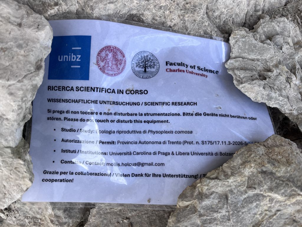 Raponzolo....